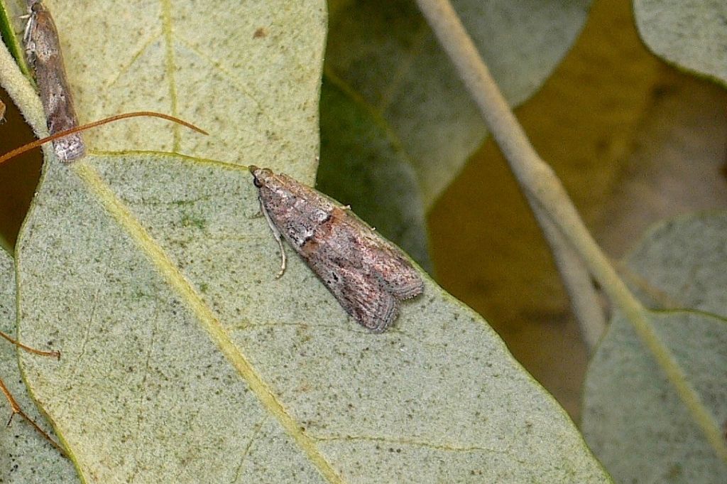 Acrobasis ?